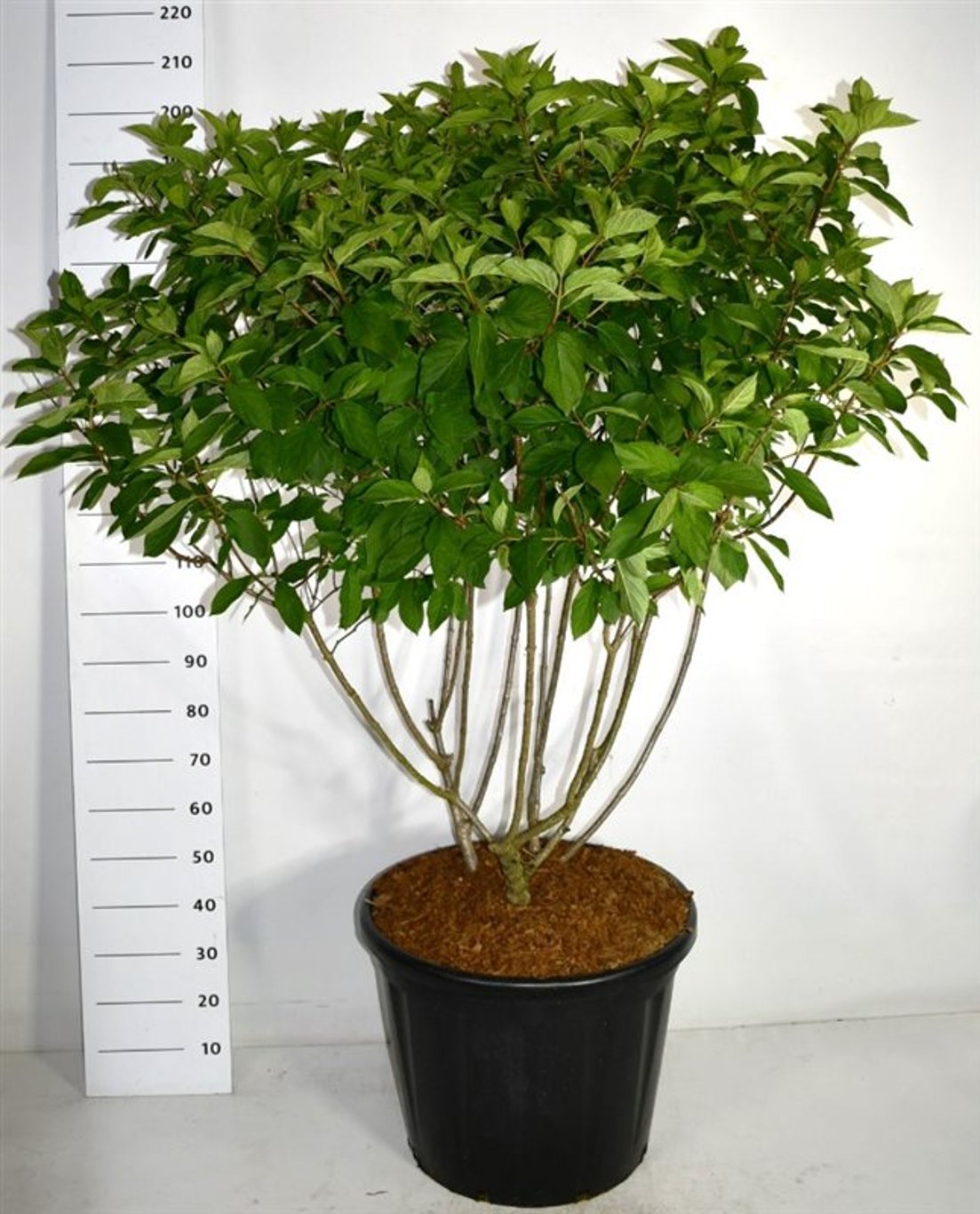 Hydrangea pan. 'Polar Bear' - C110 125-150 CM